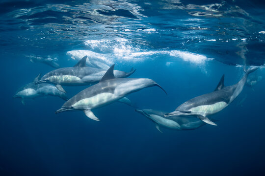 Pod of common dolphins (Delphinus delphis) swimming in the Atlantic Ocean near the Western Cape coast of South Africa
