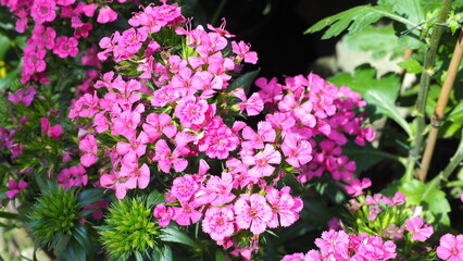 Obraz premium 2 Clusters of purple pink flowers of Dianthus barbatus (the sweet William) in middle of screen, buds in lower left, under bright sunshine
