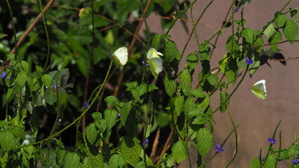 2 Yellow Emigrant butterflies (Catopsilia pomona) (Common Emigrant)  on branches of blue portweed (Stachytarpheta jamaicensis) (Seemakongini Flower) (Blue Snakeweed), and a third yellow butterfly