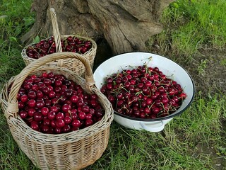Harvesting wicker baskets and large white enamel bowl full of ripe sweet cherry fruit placed next to massive trunk of walnut tree on lawn. June season. 