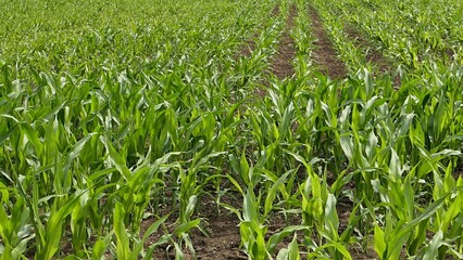 Young green plants of Maize, latin name Zea Mais, growing in lines on agricultural field, sunlit by summer daylight sunshine. 