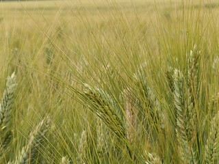 Detail of spikes and heads of almost ripe durum wheat plants on agricultural field, sunlit by summer daylight sunshine.