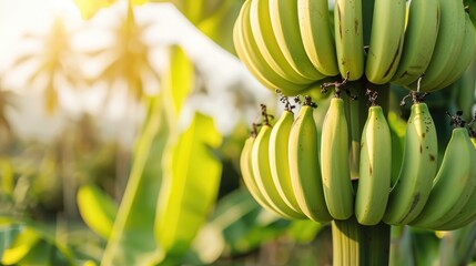 Growing green bananas on banana trees Close up of tropical banana fruits on a plantation representing agriculture and banana cultivation