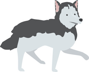 Cute siberian husky dog is walking with its tongue out