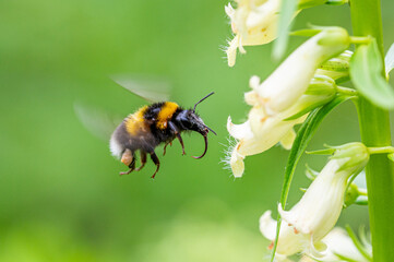 Hummel im Schwebeflug bei der Nektar-Suche
