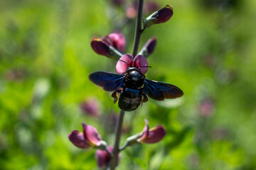 Schwarze Holzbiene (Xylocopa violacea) im Nektar-Sammelflug an einem Ziersalbei vor grünem Bokeh-Hintergrund