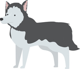 Illustration of a beautiful siberian husky dog standing in a white background