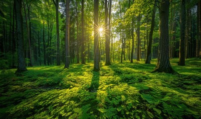 Fototapeta premium Lush green forest in summer