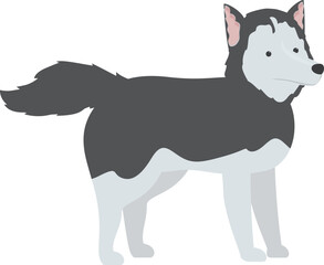 Illustration of a beautiful siberian husky dog standing in a white background
