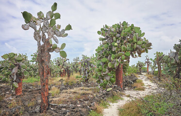 Galapagos Island primeval landscape with Giant opuntia on Santa Cruz Island, Galapagos National...
