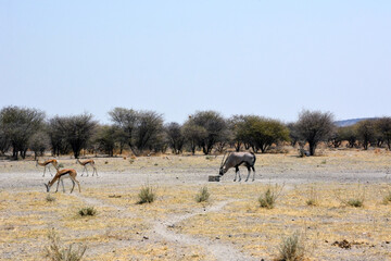 Several springbok and oryx antelopes walk on the hot savannah in a natural environment in the national park. Kenya, Africa