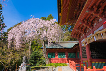 宮城県塩竈市 春の鹽竈神社 随身門