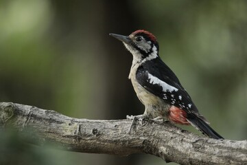 A Himalayan Woodpecker Sitting on a wooden branch