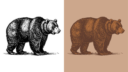 Classic engraving style 2-color vector illustration of a grizzly bear