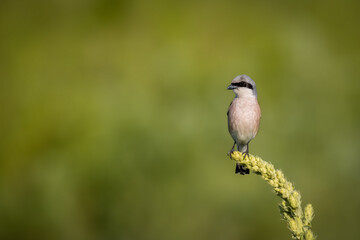 A male Red-backed shrike sits atop the green plant and looks toward the camera lens with the green background and copyspace on a sunny summer evening.