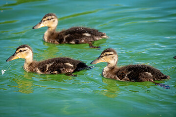 Three baby ducks out for a swim in a pond