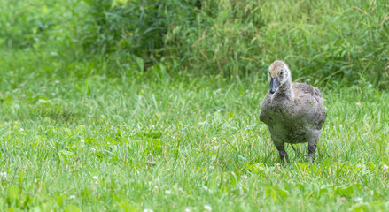 Closeup of a gosling, or Canada goose, standing in bright green grass in spring.