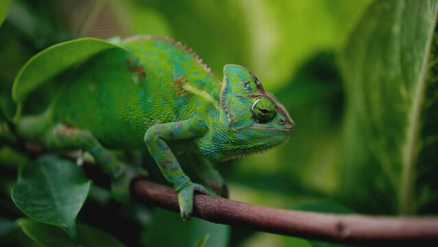 chameleon on a branch