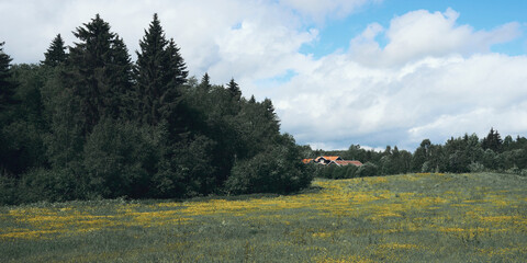 Fototapeta premium Meadows of the Majerskogen Forest of Lensbygda, Toten, Norway, a day of June 2014.
