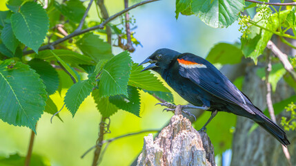 Red-winged blackbird perched in a tree.