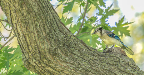 Bluejay perched in a tree.