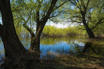 lake in the forest