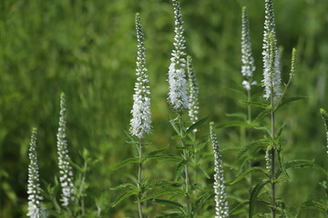 Veronica spicata, spiked speedwell plant with white flowers.