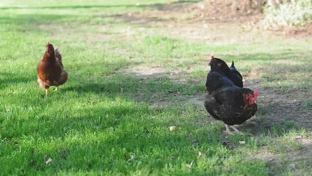 black and red domestic laying hens run through the green grass and collect falling treats, Lohmann Brown and Moscow Black breeds,free-range poultry farming, High quality HD footage
