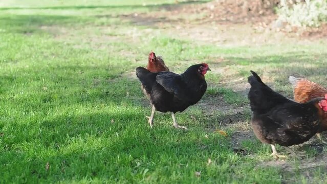 Domestic laying hens graze on green grass on a free range, Lohmann Brown and Moscow Black breeds,High quality HD footage