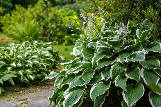 Fototapeta Hosta Patriot in garden. Beautiful Hosta leaves background. Hosta - an ornamental plant for landscaping park and garden design