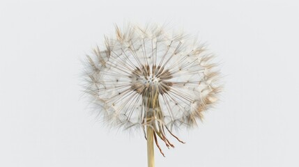 Photograph of a close-up shot of a dandelion seed head, its delicate spores ready to disperse
