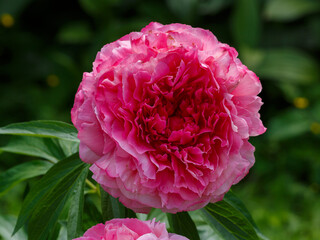 Obraz premium Beautiful flowers of Paeonia Bess Bockstoce in bloom in spring garden