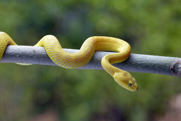 White-lipped island pit viper ( Trimesurus insularis ) on the tree branch