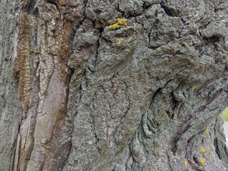 Trunk of old black poplar close-up in overcast day