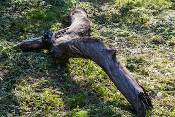 Rotten trunk of fallen old tree lying on the ground
