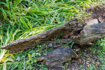 Rotten trunk of fallen old tree lying on the ground