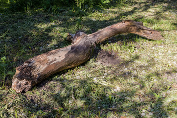 Rotten trunk of fallen old tree lying on the ground