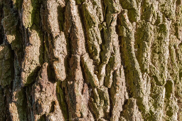 Background of old willow trunk close-up in evening light