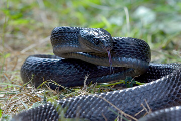 Big black boiga snake attack aggressively	
