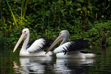 Pelicans swimming in the pond