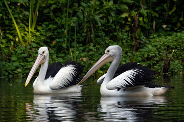 Pelicans swimming in the pond