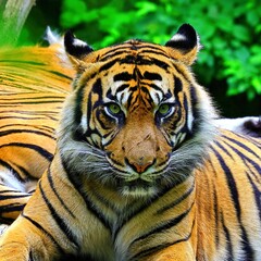 Obraz premium closeup tiger