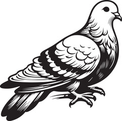 Pigeon vector image