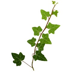 Naklejka premium ivy plant isolated over white