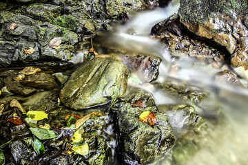 Beautiful landscape of a mountain stream in the forest.