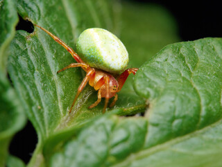 Araniella cucurbitina