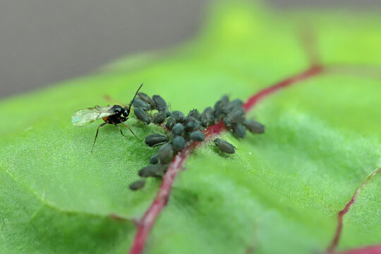 Tiny parasitoid wasp that use aphids as their hosts Aphidiidae, Aphidiinae. A female in the process of laying eggs to Black bean aphid, Aphis fabae.