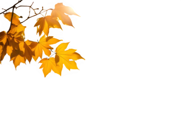 Natural autumn background