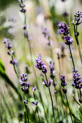 Flowers in mountain. Spring, flowers