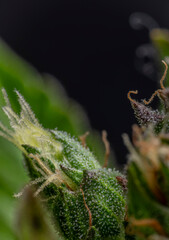 Macro view for color fresh blossom of potent marijuana flower from greenhouse